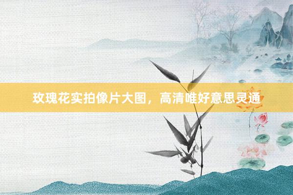 玫瑰花实拍像片大图，高清唯好意思灵通