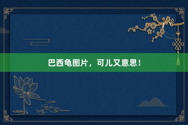 巴西龟图片，可儿又意思！